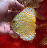 X1 Live Discus Fish - Golden Pigeon  Discus - Size 3.5in - 4in + USA Stock